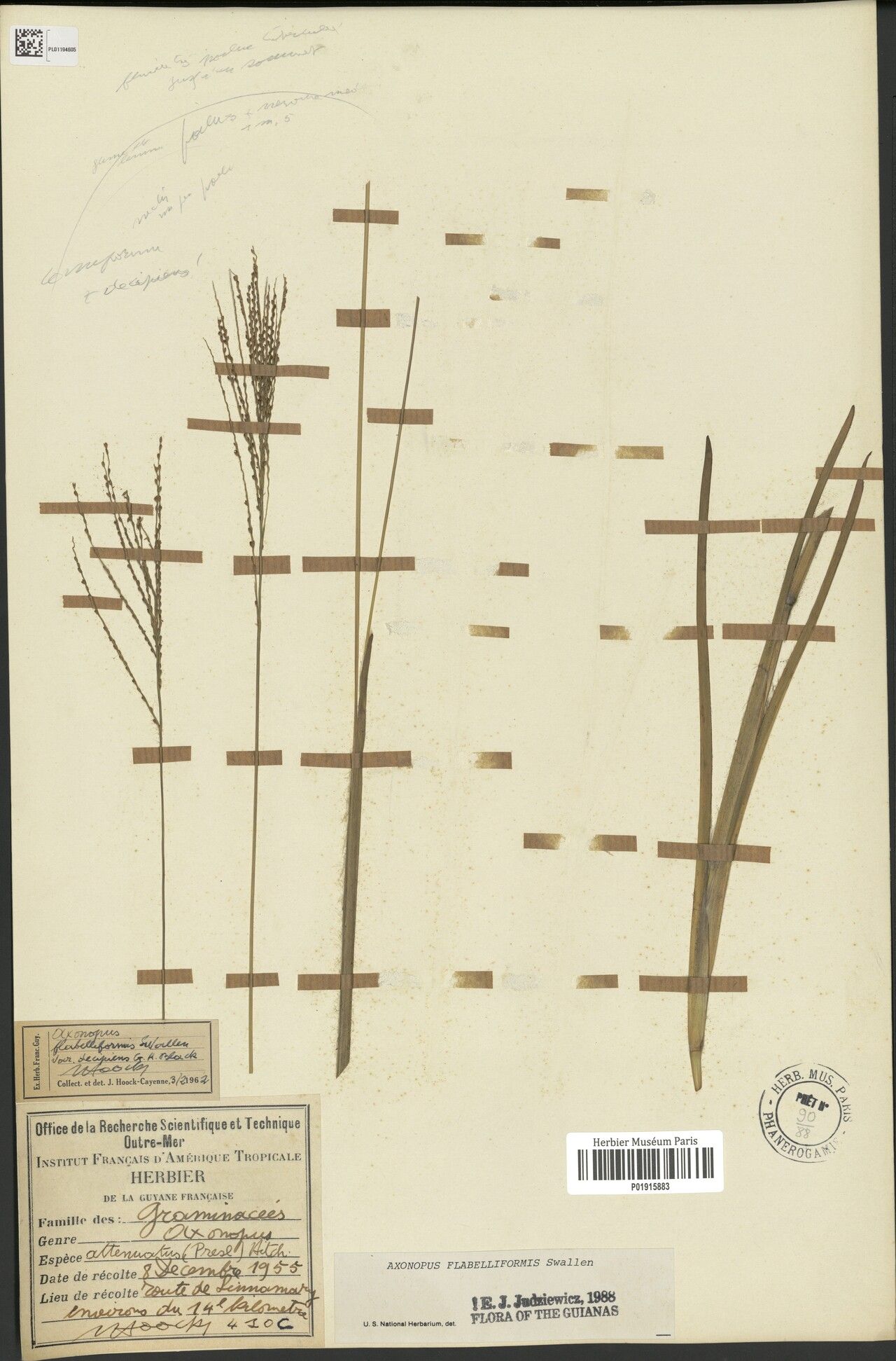Axonopus flabelliformis flower