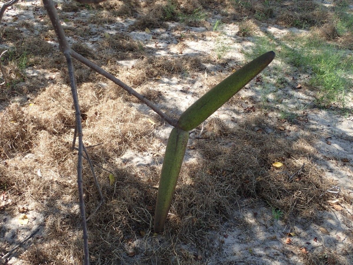 Strophanthus sarmentosus fruit