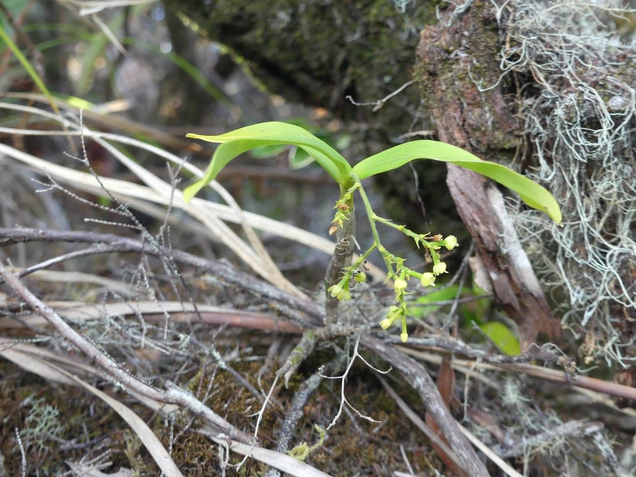 Polystachya fusiformis habit