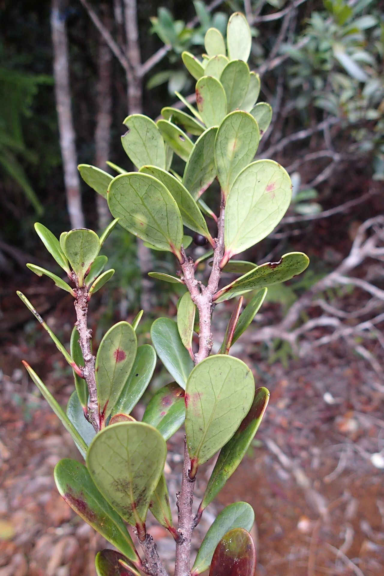 Lasiochlamys planchonellifolia — related species from the same genus