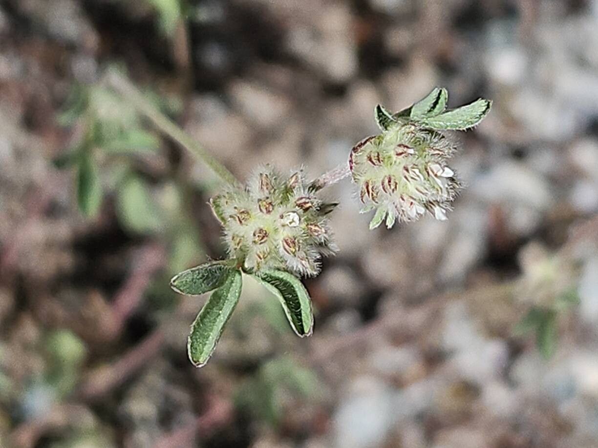 Trifolium saxatile flower