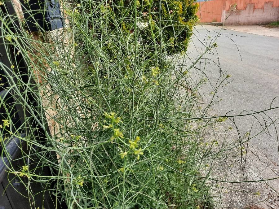 Sisymbrium altissimum fruit