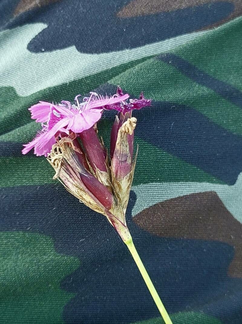 Dianthus borbasii flower