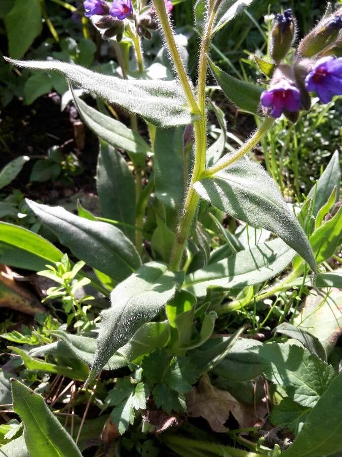 Pulmonaria mollis leaf