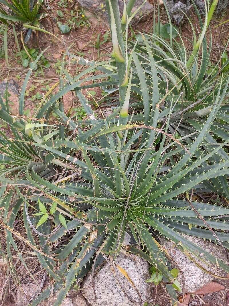 Dyckia encholirioides leaf