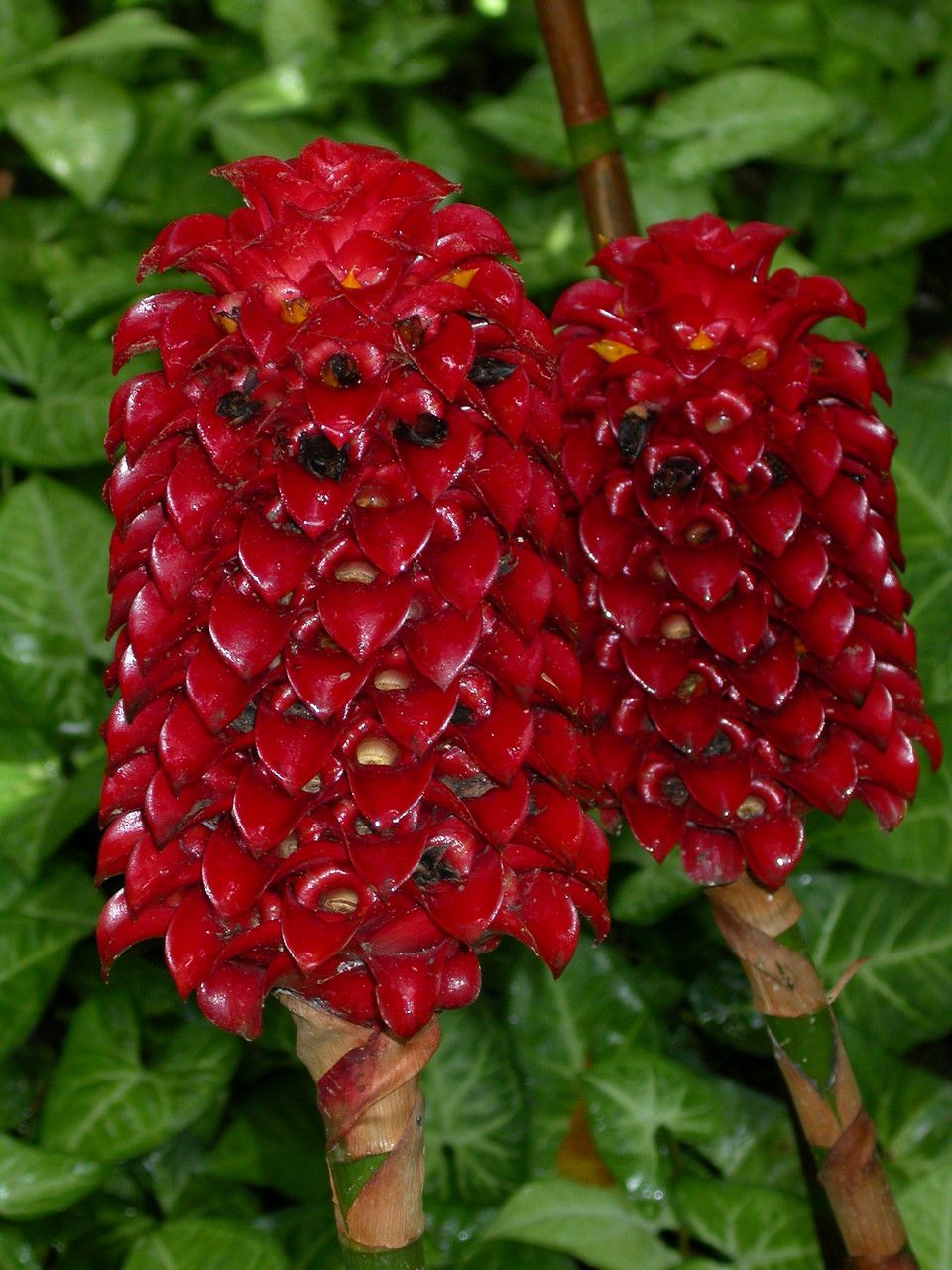 Tapeinochilos ananassae flower