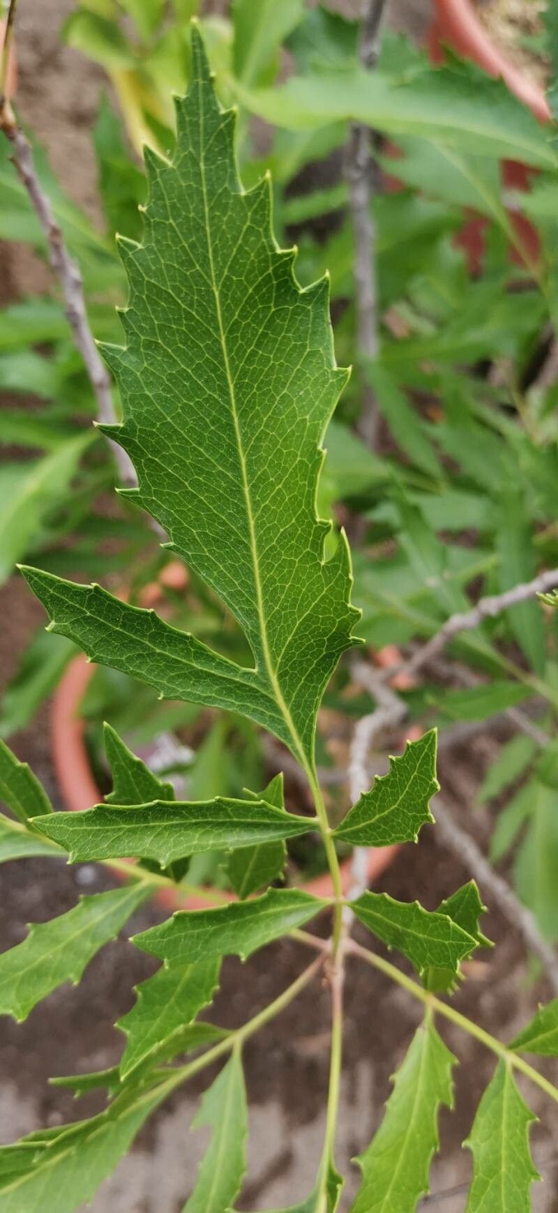Lomatia ilicifolia leaf