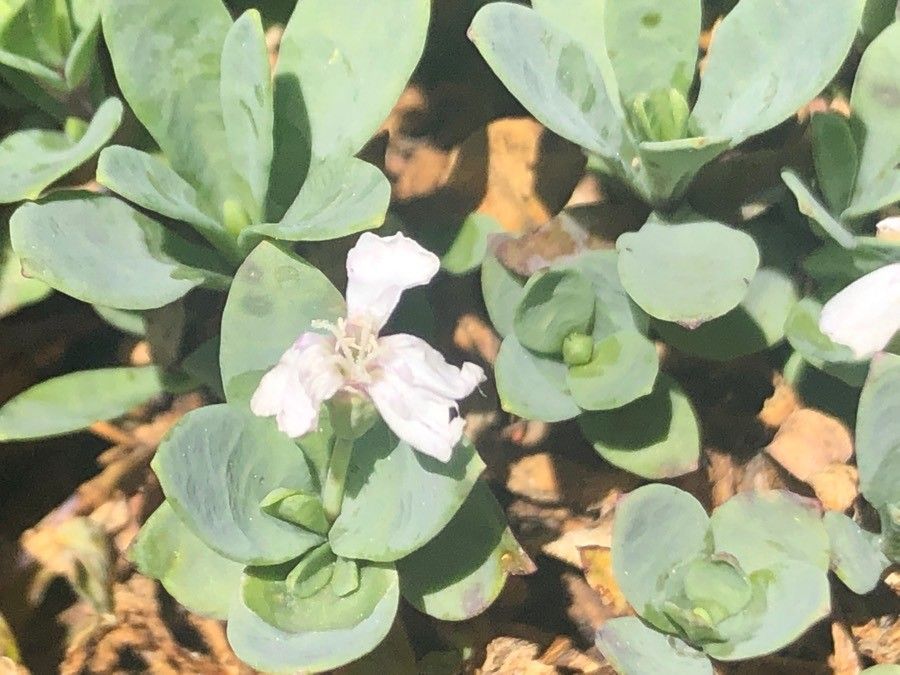 Silene glaucifolia flower