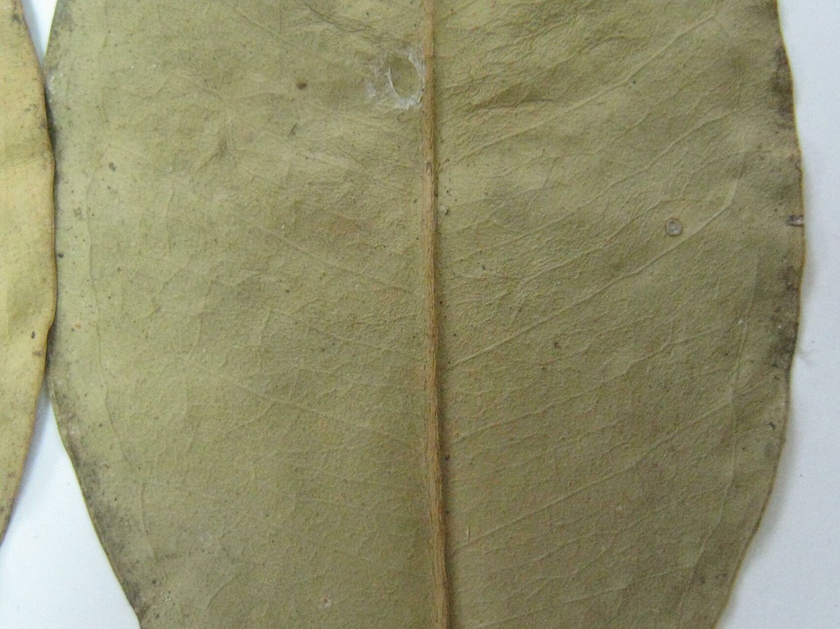 Eugenia macrocalyx other