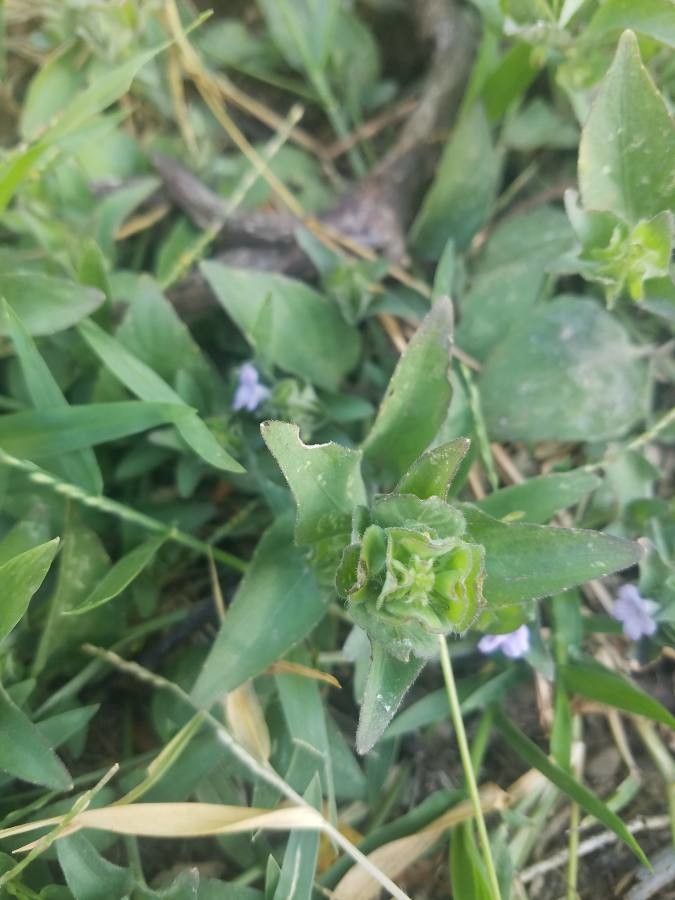 Ruellia blechum other