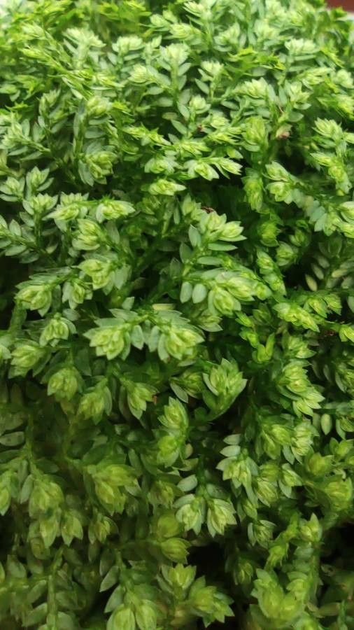 Lycopodioides apoda leaf