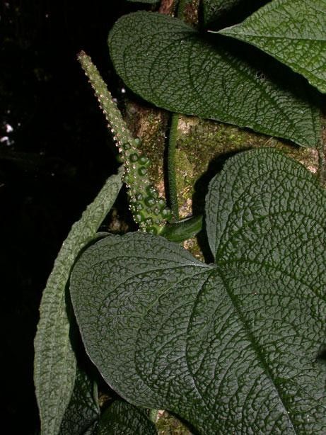 Anthurium clidemioides leaf