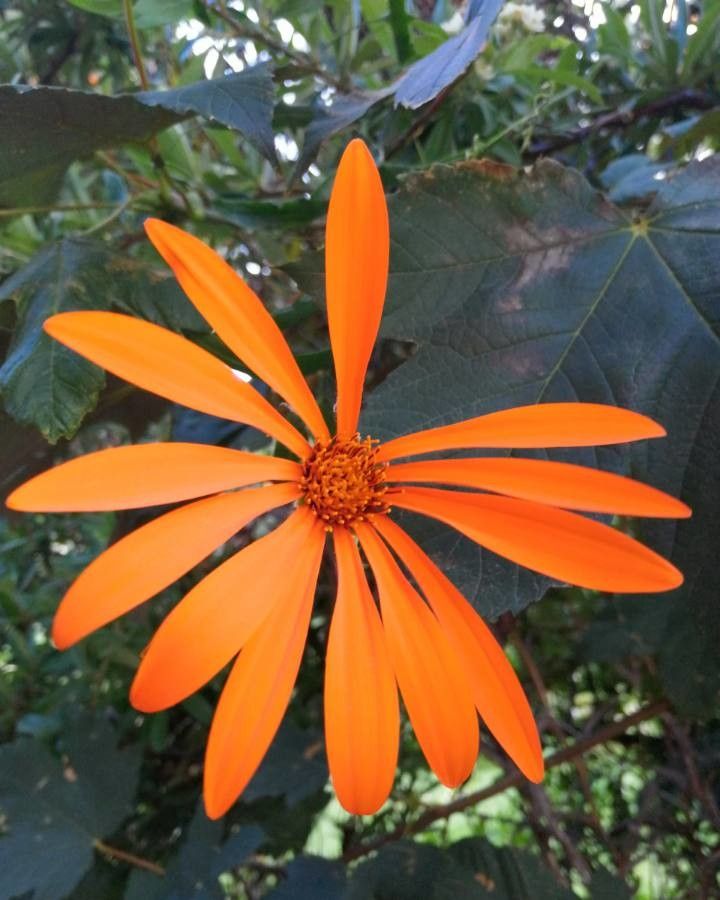 Mutisia coccinea flower