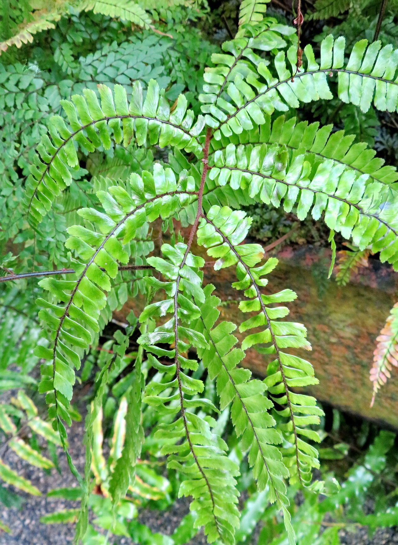 Adiantum amplum habit