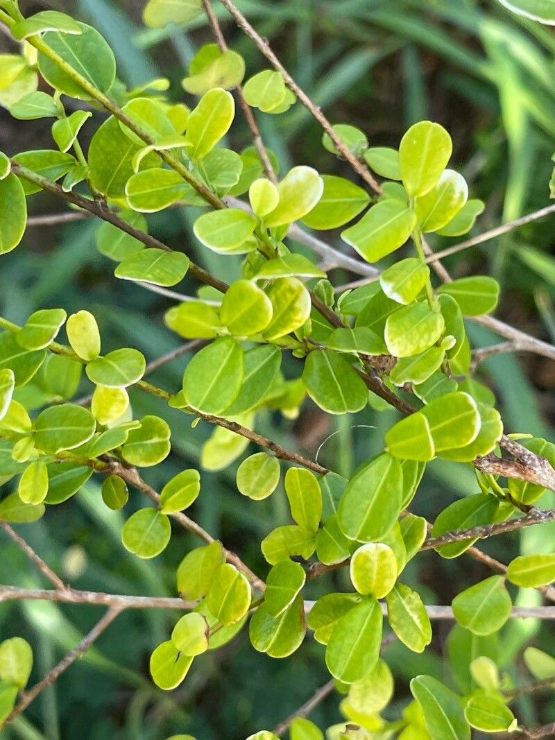 Erythroxylum brevipes leaf