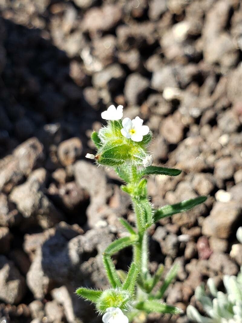 Cryptantha pterocarya flower
