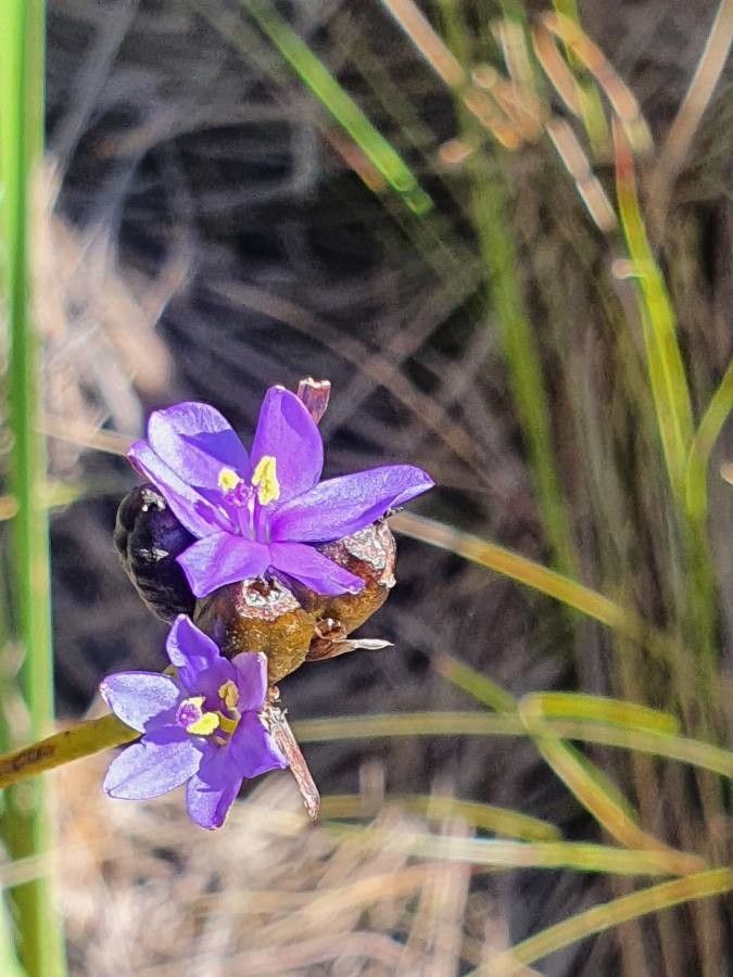 Aristea abyssinica flower