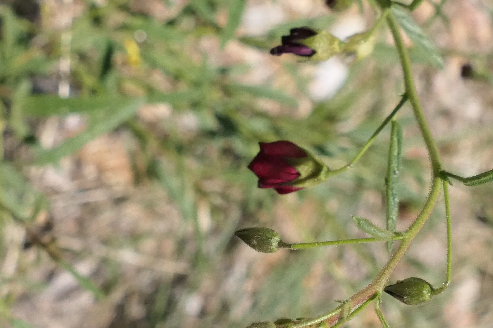 Hermannia modesta flower