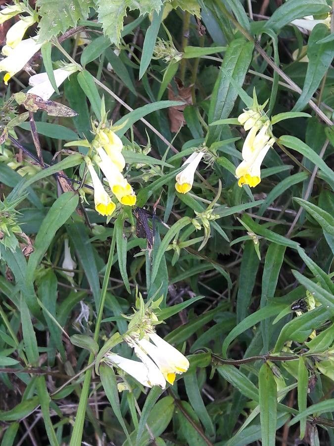 Melampyrum pratense flower