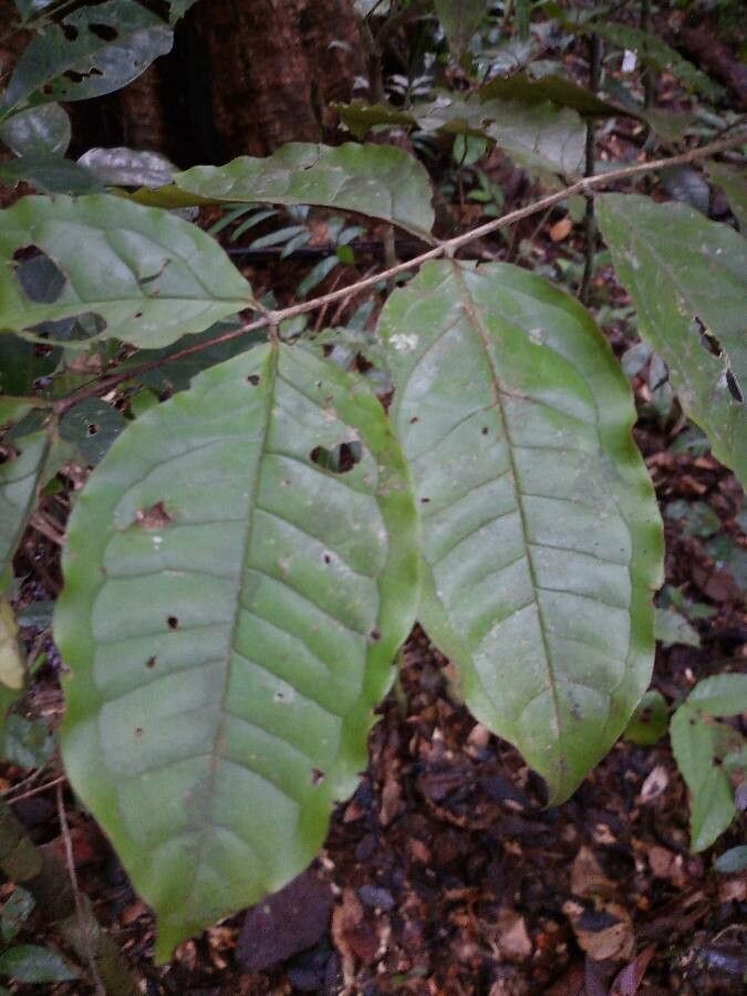 Mouriri sagotiana leaf