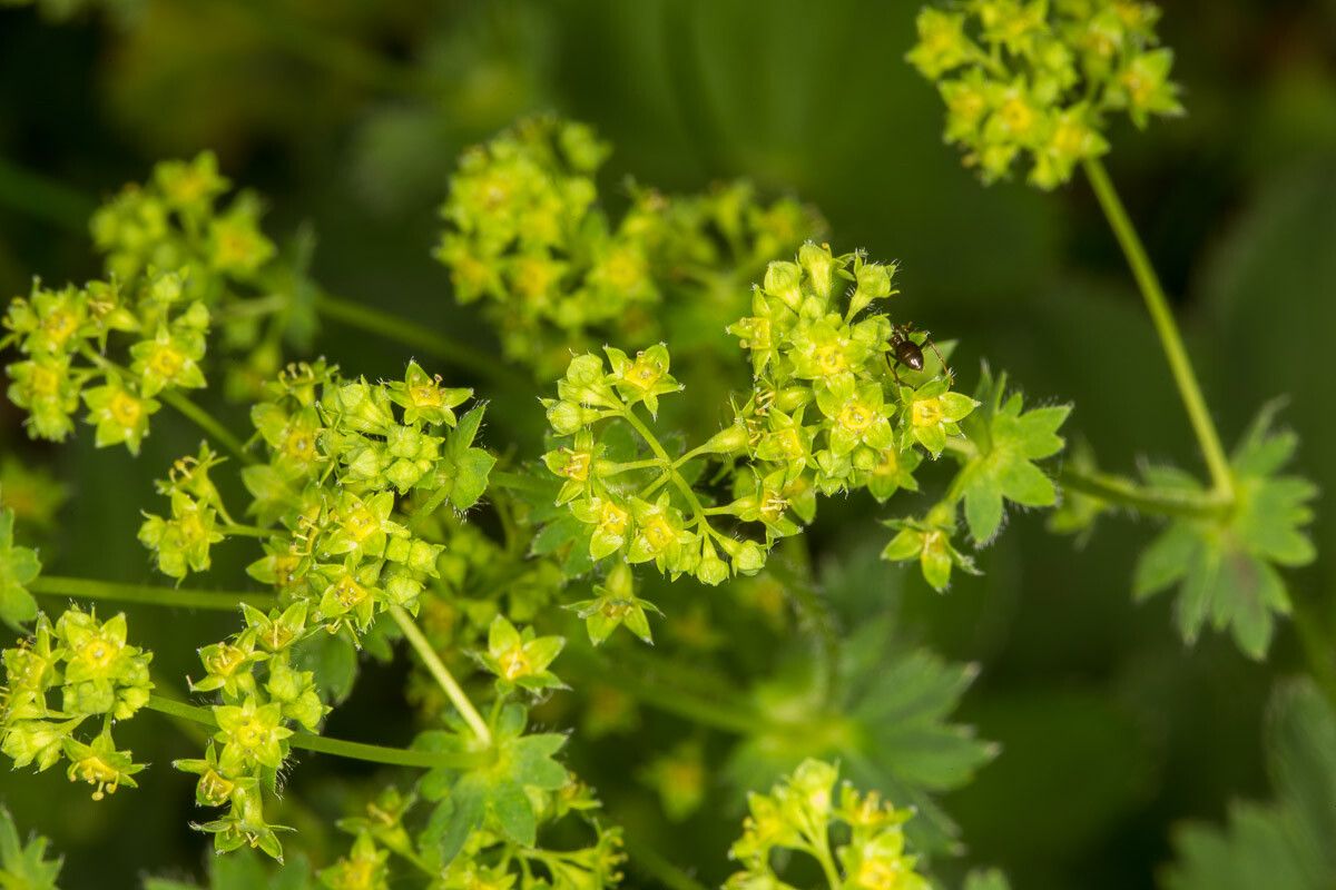 Alchemilla filicaulis flower