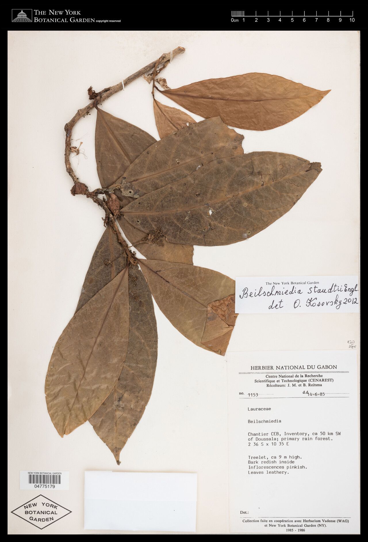 Beilschmiedia staudtii — houseplant care guide