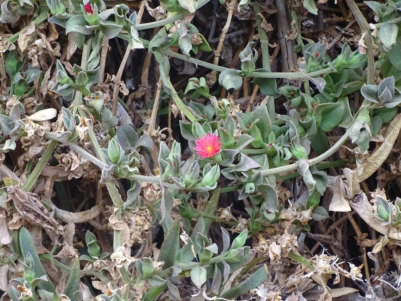 Aptenia cordifolia leaf