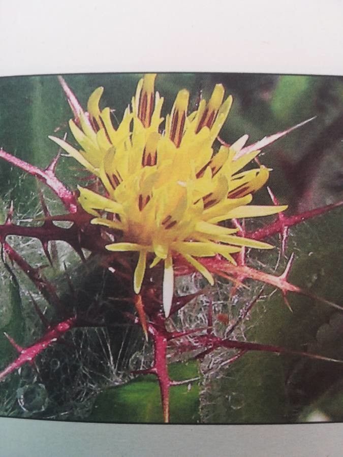 Cnicus benedictus — search result for 'Notobasis'