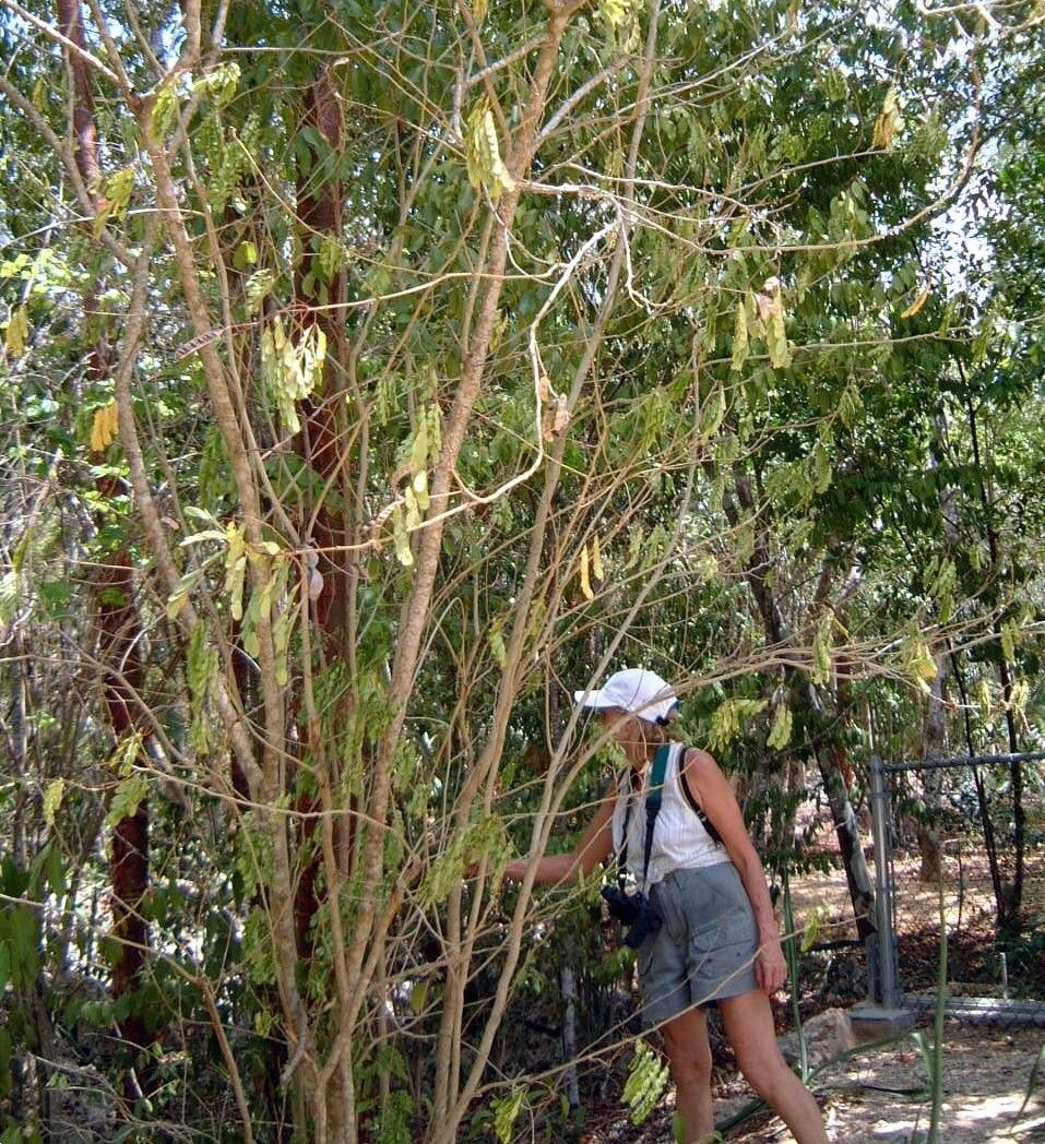Zapoteca gracilis leaf