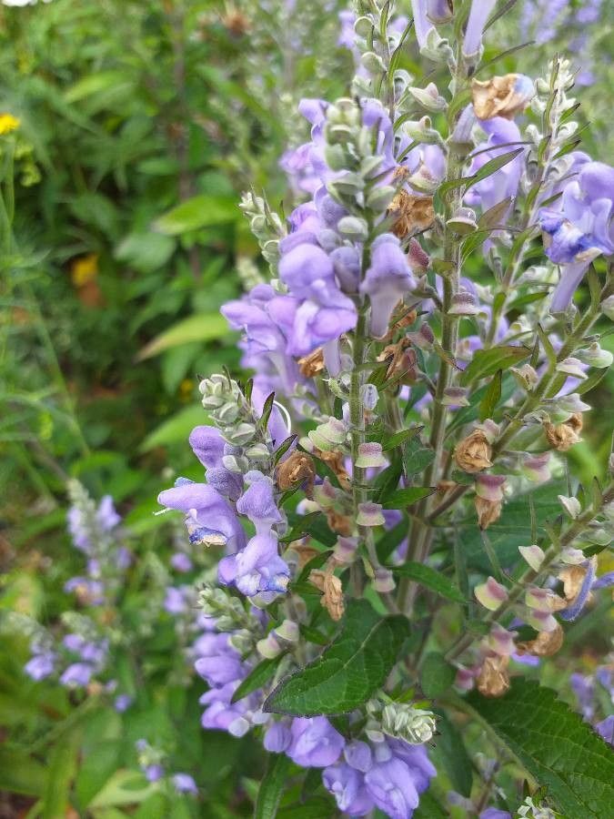 Scutellaria incana flower