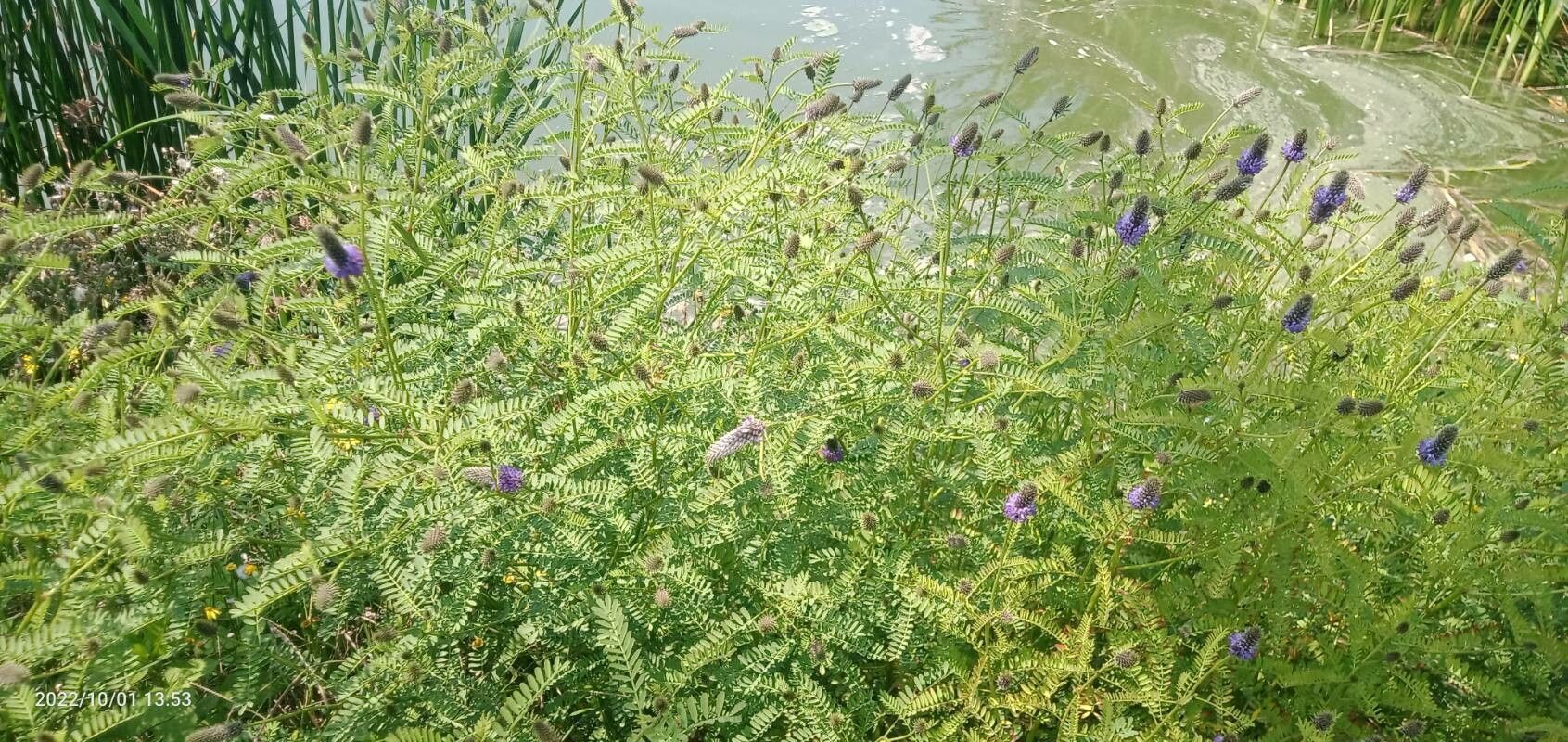 Dalea leporina — houseplant care guide