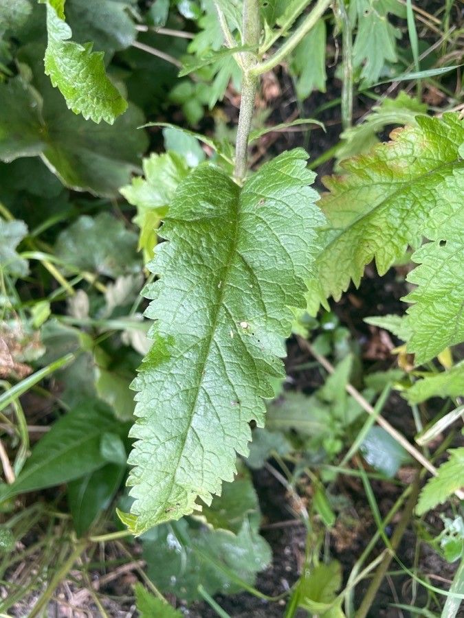 Veronica bachofenii — houseplant care guide