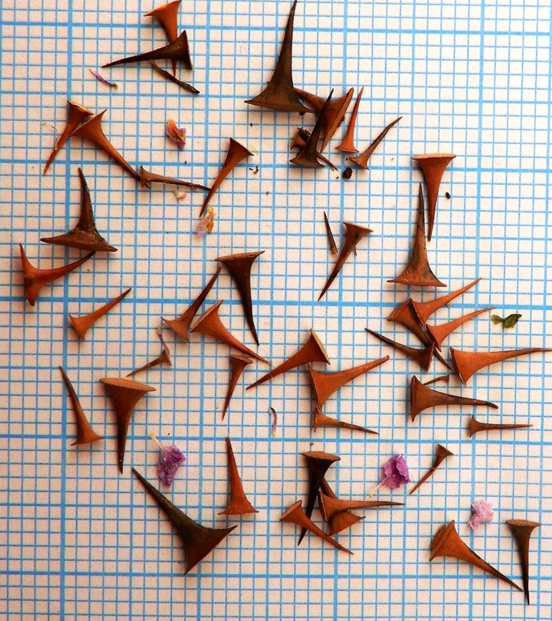 Rosa marginata other