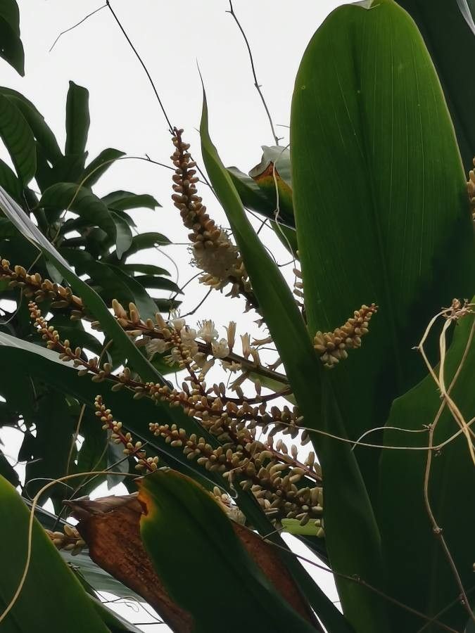 Cordyline indivisa flower