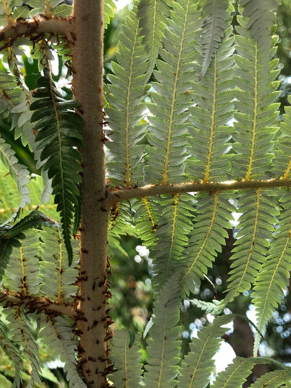 Sphaeropteris glauca habit