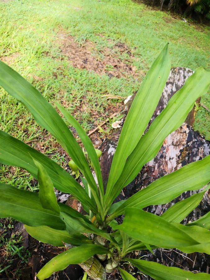 Catasetum maculatum leaf