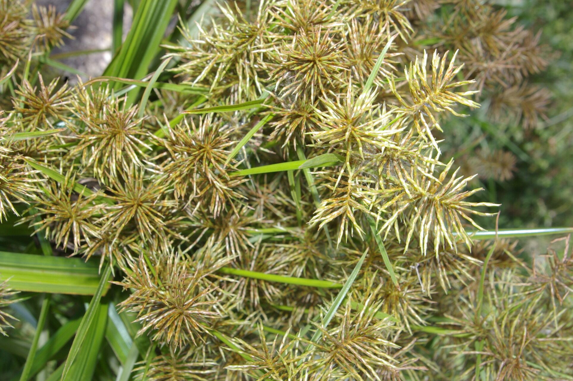 Cyperus digitatus habit