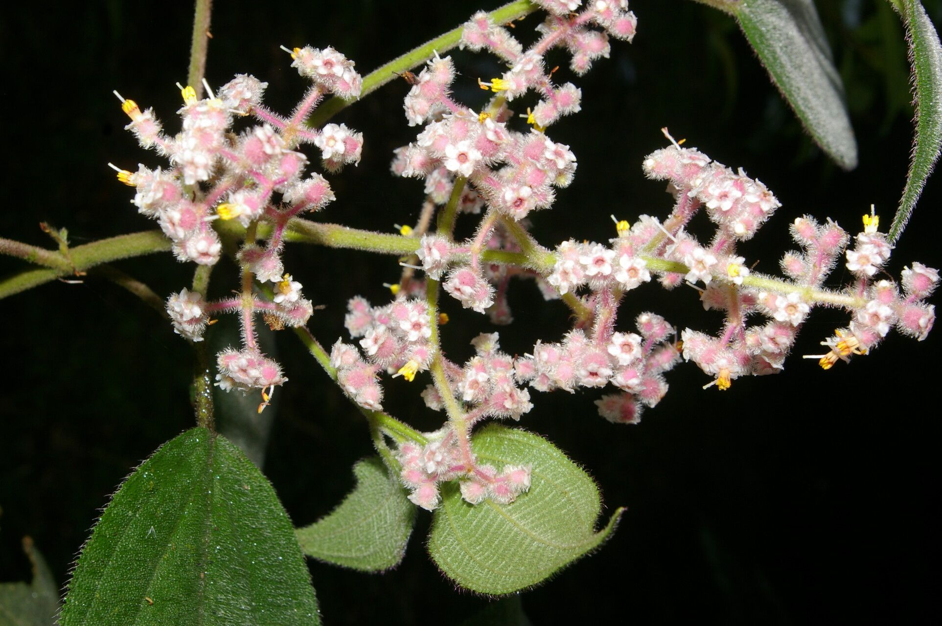 Miconia costaricensis flower