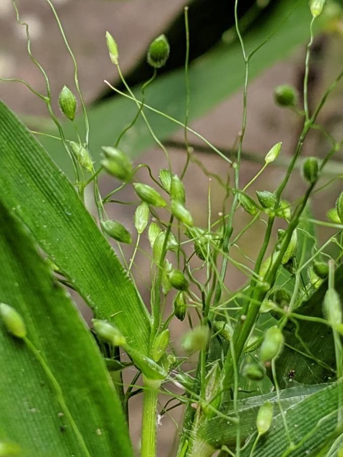 Dichanthelium clandestinum fruit