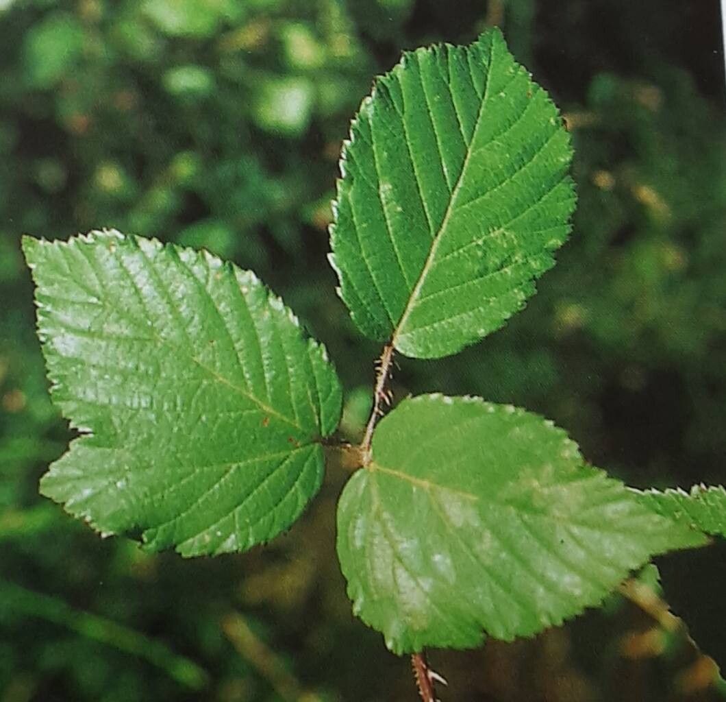 Rubus meierottii — houseplant care guide