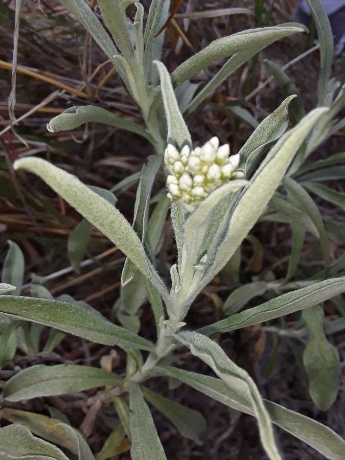 Helichrysum globosum flower