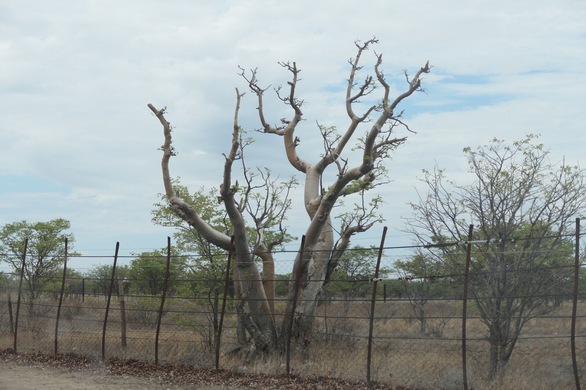 Moringa ovalifolia habit