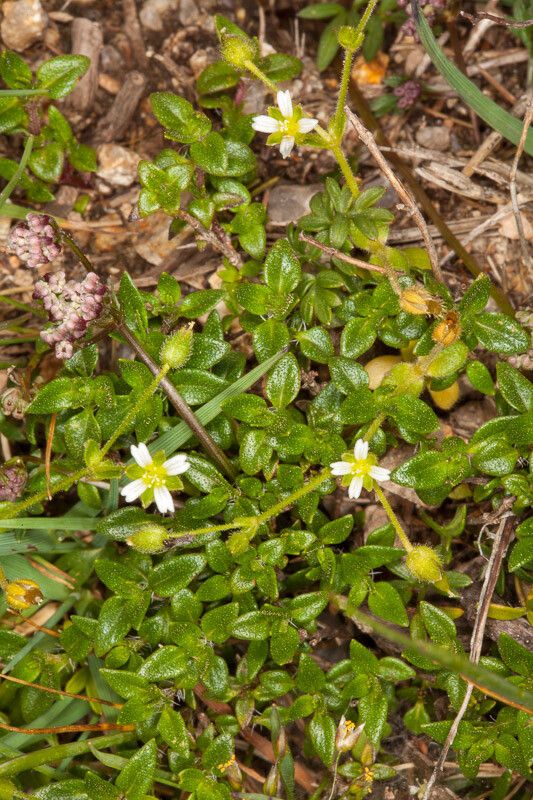 Cerastium diffusum flower