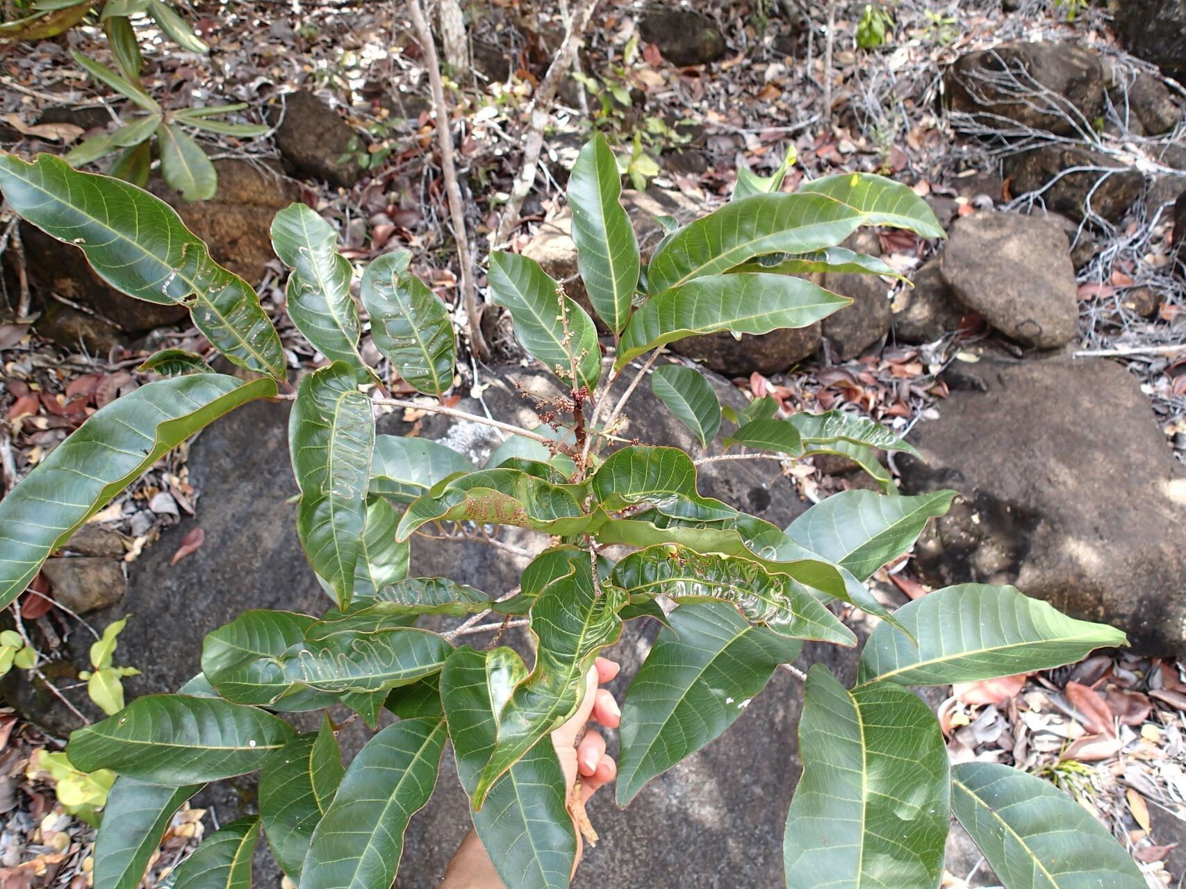 Euroschinus jaffrei — related species from the same genus
