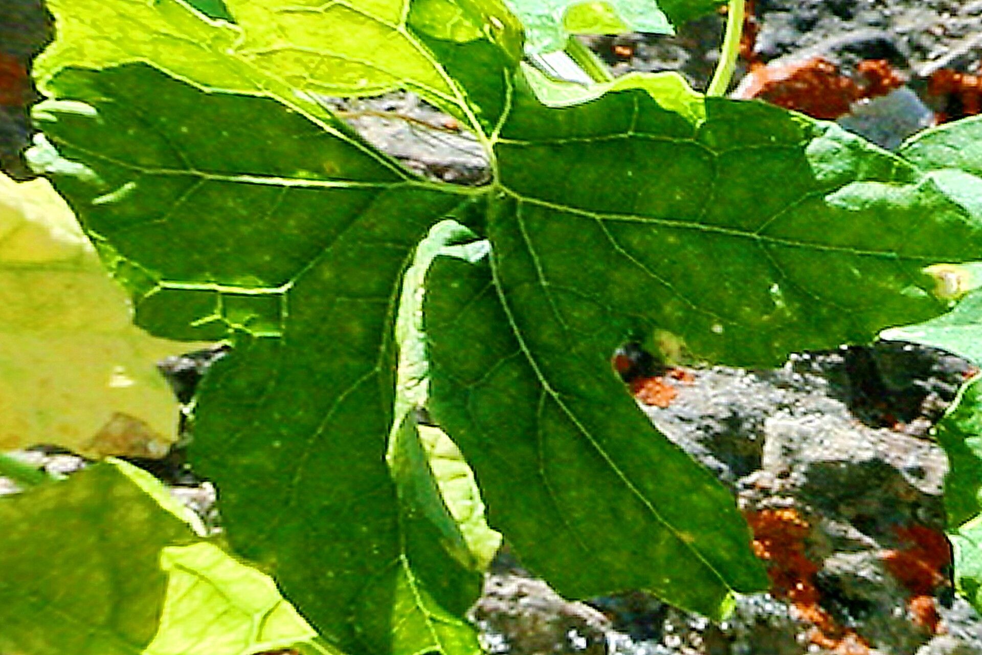 Marah guadalupensis — related species from the same genus