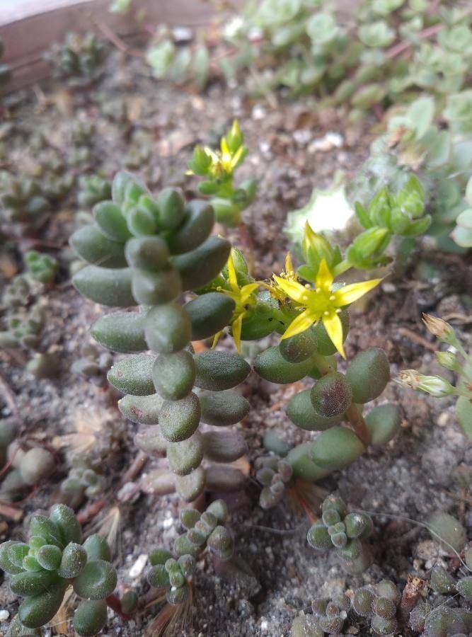 Sedum stahlii flower