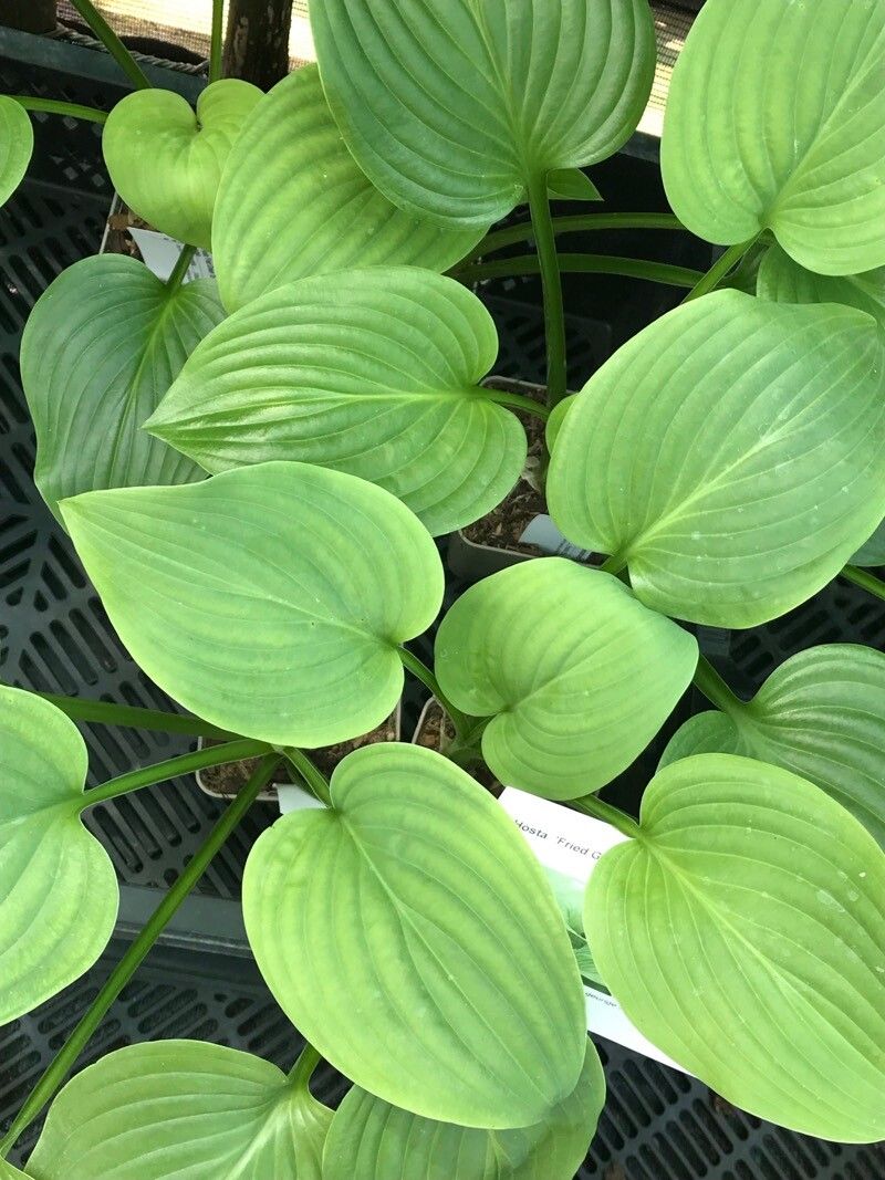 Hosta × tardiva leaf