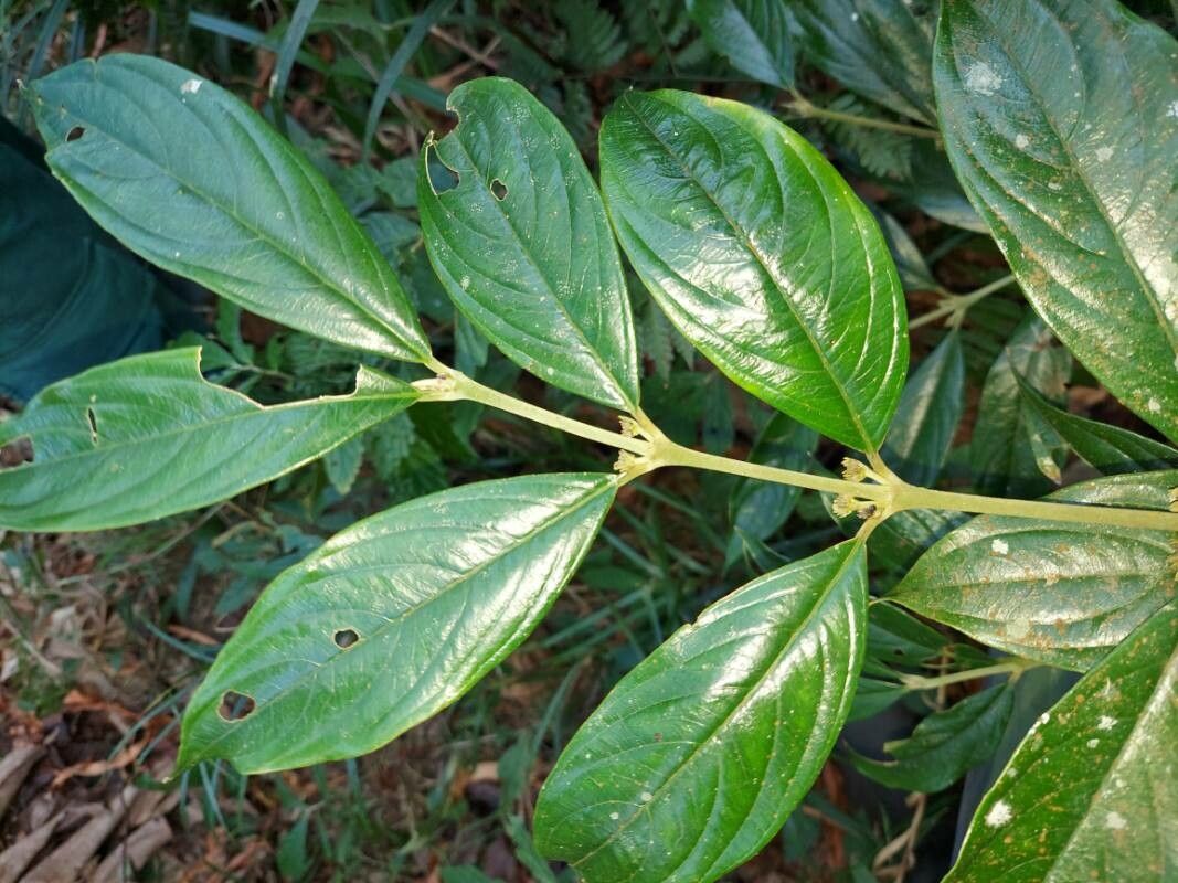 Lasianthus biermannii — related species from the same genus