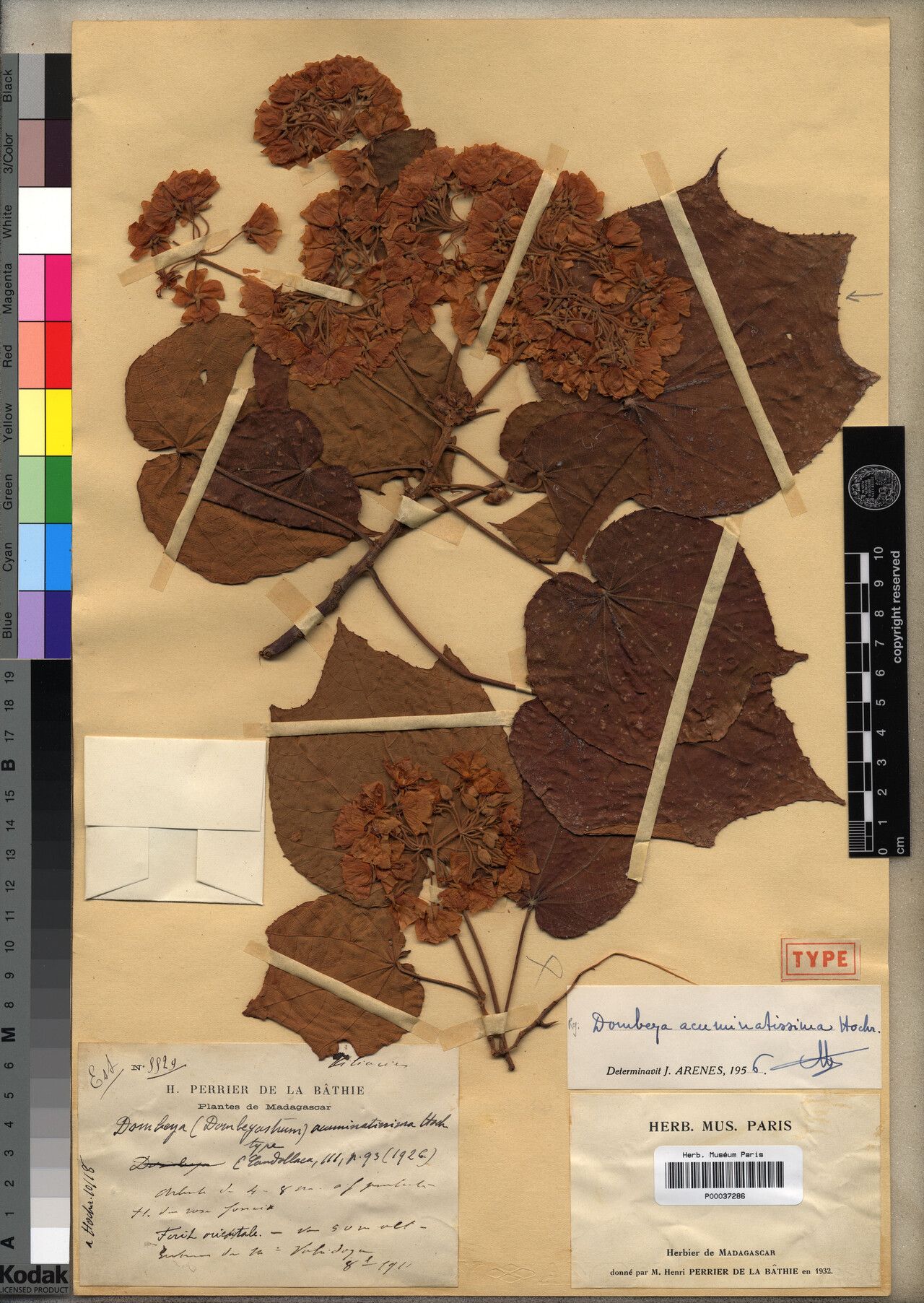 Dombeya acuminatissima — related species from the same genus