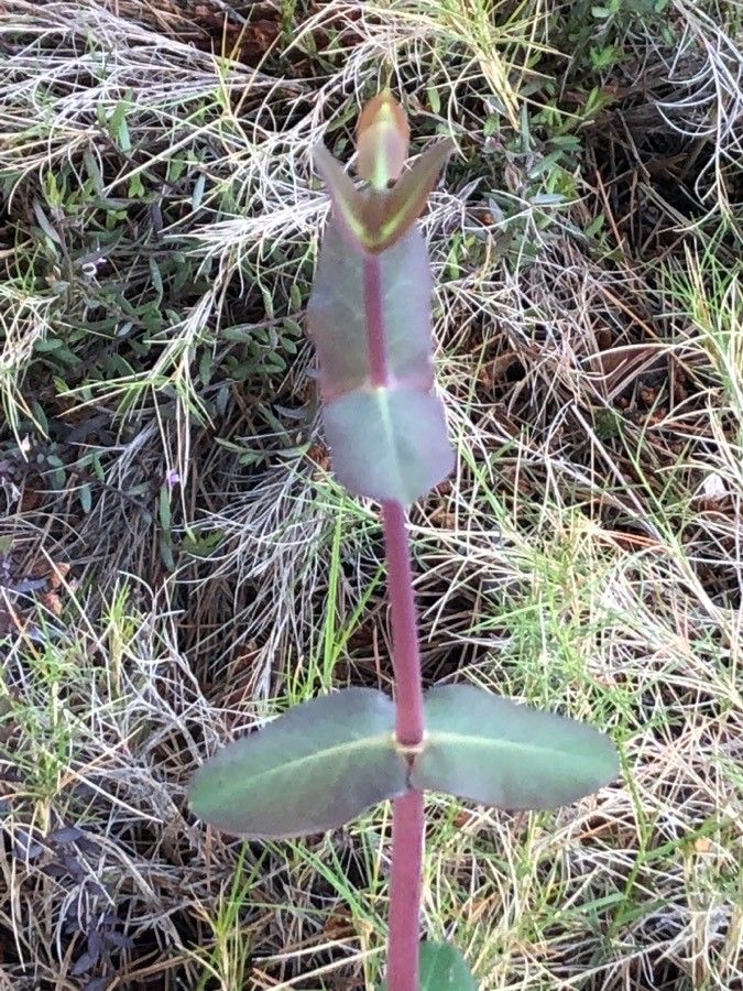 Lonicera splendida — search result for 'Lonicera'